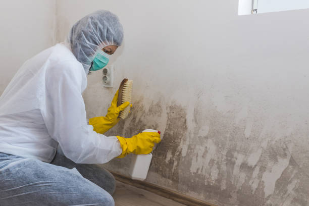 Best Crawl Space Mold Remediation  in Wollochet, WA